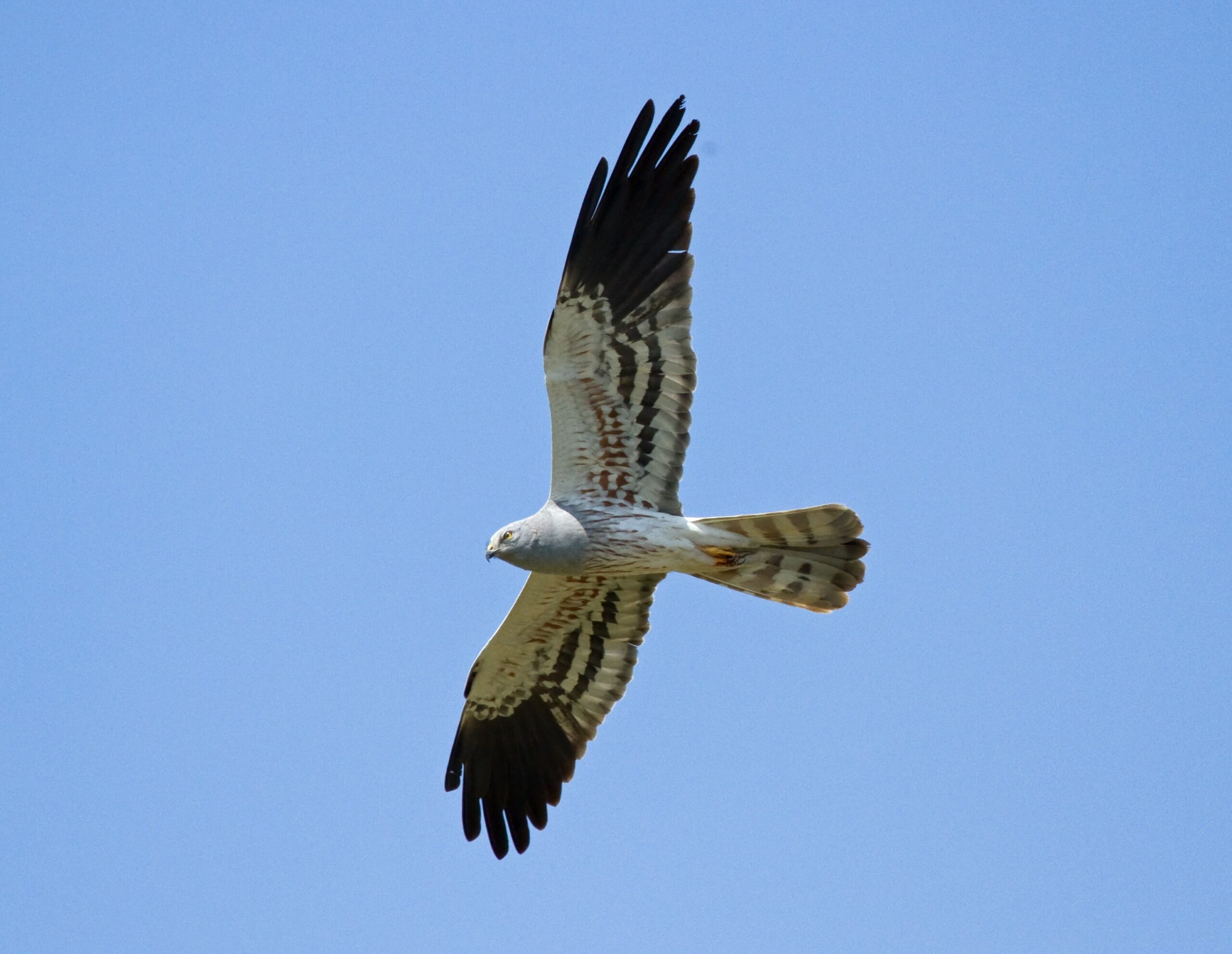 Una nueva publicación recoge el comportamiento espacial de la población española de aguilucho cenizo 