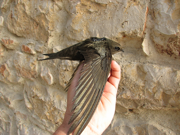 vencejos-aves-estivales-viaje-migratorio-africa-fundacion-iberdrola-espana-02062017